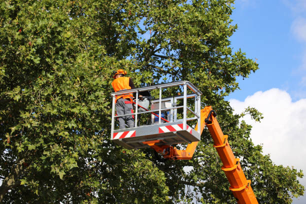 How Our Tree Care Process Works  in Trucksville, PA